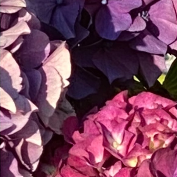 Meet your Posher, Saundra - Picture 2 of 2